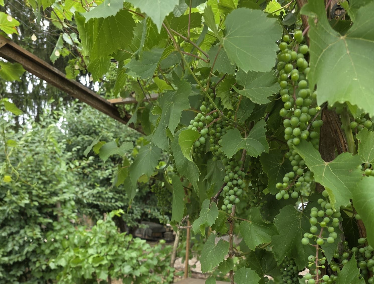 Grape vine picnic table Grape vine picnic table